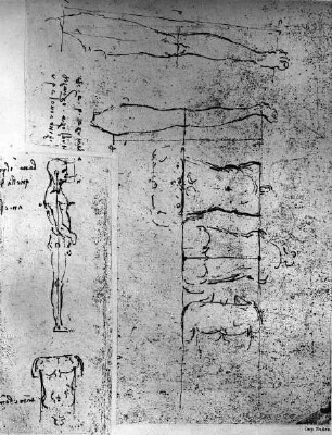 Verschiedene Proportionsstudien aus dem Anatomical Manuscript C: 19130 verso & 19136-19139 recto