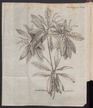 Andromeda japonica