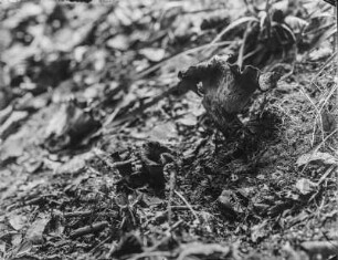 Totentrompete : Toten- oder Herbsttrompete (Craterellus cornucopiodes Linnaeus).