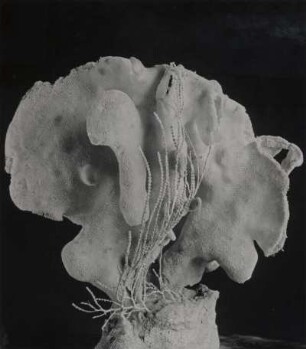 Aphrocallistes Victor Schulze, Schwamm, Sagami Bay, Japan