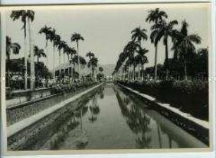 Palmen gesäumter Kanal, Rio de Janeiro, Brasilien