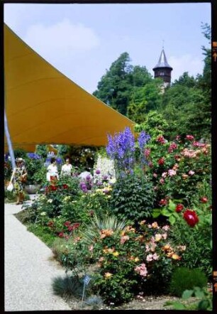 Insel Mainau: Rosen unter gelben Zelt