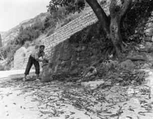 Dubrovnik, Mann sammelt Schoten eines Johannisbrotbaumes
