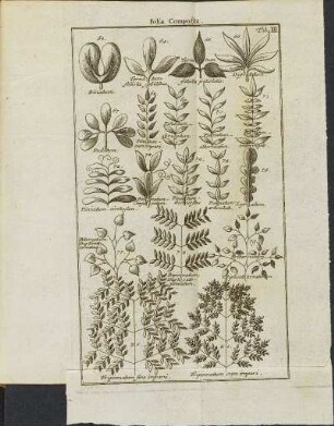 Tab. III. Folia Composita