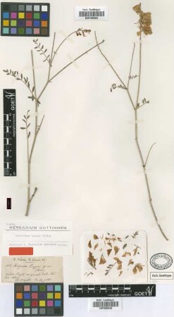 Hedysarum phrygium Boiss. [isotype]