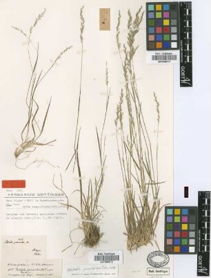 Briza sesquiflora (Desv.) Pilg.