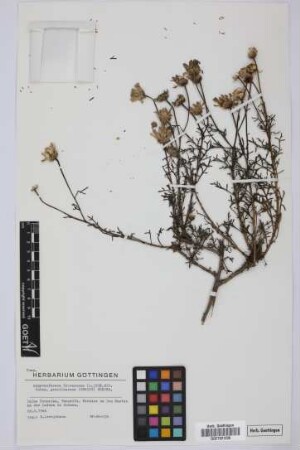 Argyranthemum frutescens gracilescens (Christ) Humphries