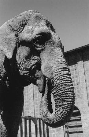 Elefant im Zoo