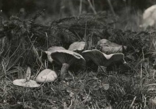 Violetter Rötelritterling (Lepista nuda)