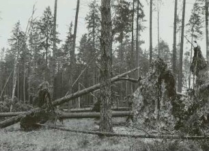 Moritzburg-Radeberger Platte: Massenei bei Arnsdorf. Starke Sturmschäden im Kiefern- und Fichtenstangenbestand 4.VII.1929