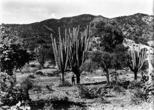 Trockenvegetation bei Huertas. : Ein Mann an riesigen Kakteen und daneben ein Quebracho blanco Baum. Im Hintergrund ein begrünter Gebirgszug.