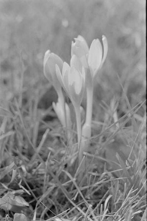 Čičmany. Akt-Pleinair 1980. Herbstzeitlose (Colchicum autumnale) auf einer Wiese