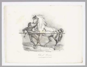 Cheval Romain, avant le départ de la Course