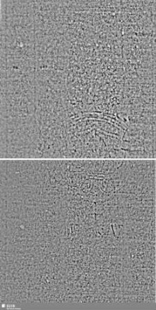 Lilienschild + IESV / LW = S.9/10+21/22