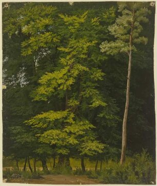 Laubwald (Ölstudie)