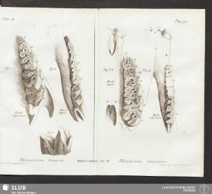 Rhinocéros bicorne. Rhinocéros. Pl. II. Rhinocéros unicorne