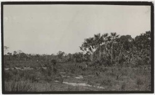 Steppe im Gebiet der Ramkokamekra (Canela)