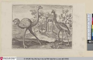 [Strauß und gekrönter Krnaich; Ostrich and Crowned Crane]