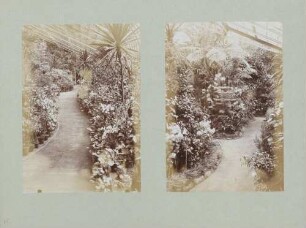 links: Pflanzen im Treibhaus des Botanischen Gartens in Karlsruhe rechts: Pflanzen im Treibhaus des Botanischen Gartens in Karlsruhe