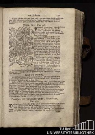 Cap. 399. Deutscher, oder Indianischer Pfeffer, Siliquastrum.