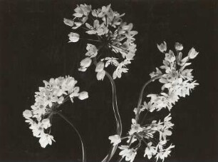 Bärlauch (Allium ursinum). Blütenstände