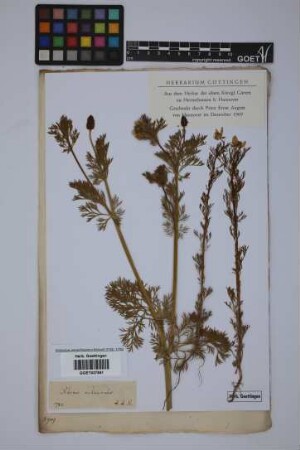 Adonis autumnalis L.