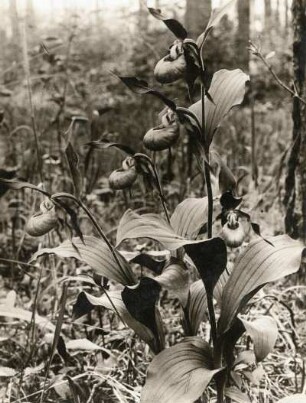 Europa. Gelber-Frauenschuh (Cypripedium calceolus)