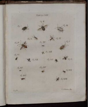 Tabula XLI. [bis] Tabula LX. [siehe römische Paginierung]