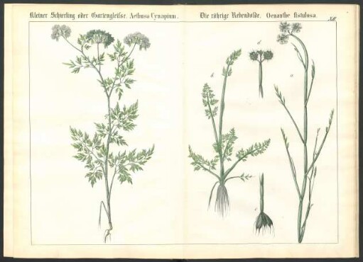 Tafel XII.: Kleiner Schierling [...] Die röhrige Rebendolde. [...]