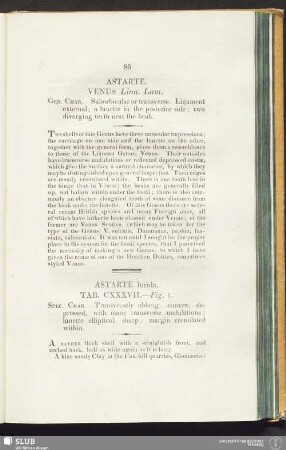 Astarte lurida. Tab. CXXXVII. — Fig. 1