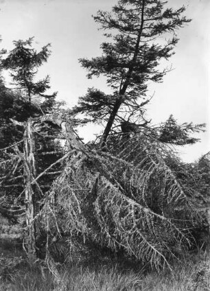 Absterbender Nadelwald in einem Hochmoor (?)
