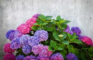 Frankreich. Pays de la Loire. Vendee. Beauvoir. Hortensien in Blüte