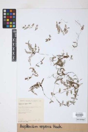 Asplenium repens Hook.