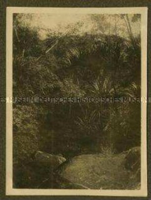 Palmenpflanzen im Urwald