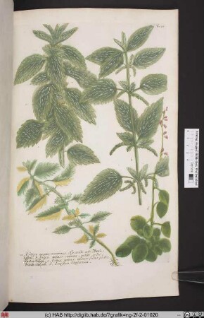 Urtica. Urustica [Brennessel. Nessel].