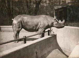 Dresden, Tiergartenstraße. Zoologischer Garten. Afrikanisches Spitzmaulnashorn (Diceros bicornis ), männlich, etwa vierjährig, namens "Heini", importiert März 1928