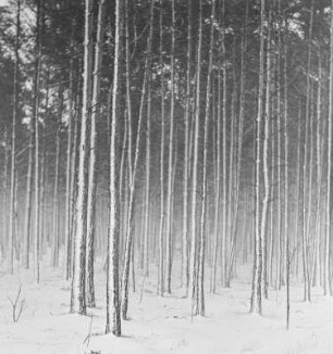 Verschneiter Wald