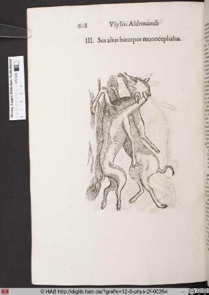 Sus alius bicopor monocephalos.
