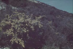 Reisefotos. Berghang mit blühendem Ginster (wahrscheinlich im Mittelmeerraum)