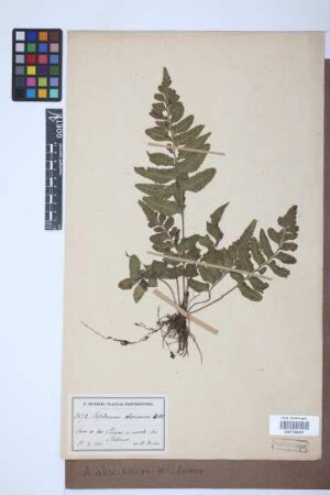 Asplenium abscissum