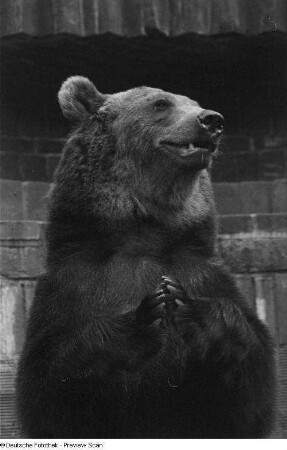 Ein aufgerichteter Braunbär im Leipziger Zoo