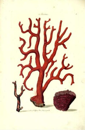 A. Marina