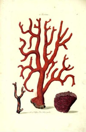 A. Marina