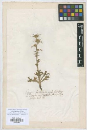 Eryngium