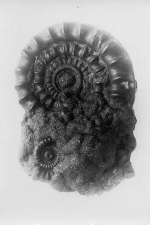 Fossil, Kristalle