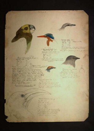 Ornithologie pl. X.