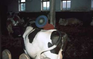 Fotografie: Stallsystem, Milchviehhaltung, Tieflaufstall, Reinigungstechnik, Tiergesundheit