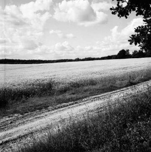 Wirtschaftsweg: dahinter Rapsfeld