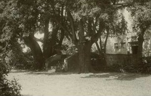 Thiendorf. Schloss Zschorna. Eingang mit alten Eichen