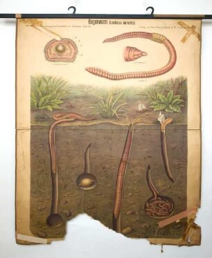 Regenwurm (Lumbricus terrestris)
